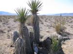 "One of the many of the Yucca Tree caches"