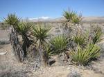 "One of the many of the Yucca Tree caches"